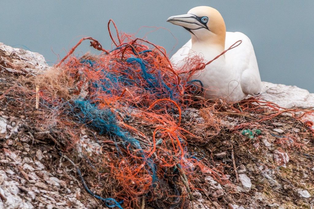 Image of sea bird sitting in nest made from tangled plastic fishing rope fibers.